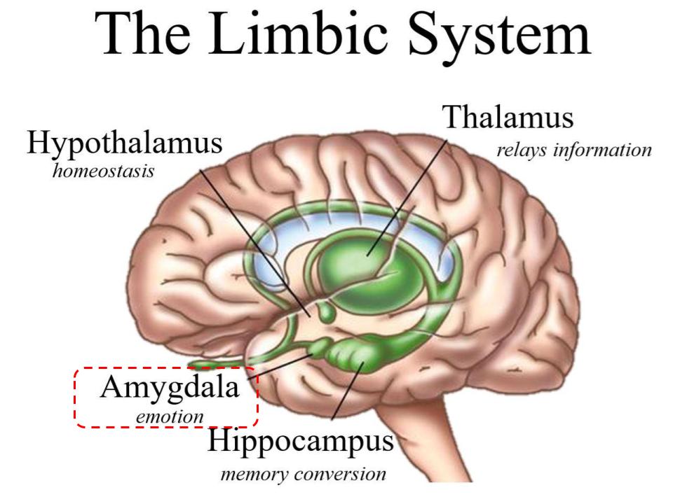 the-limbic-system-amygdala_orig (2)